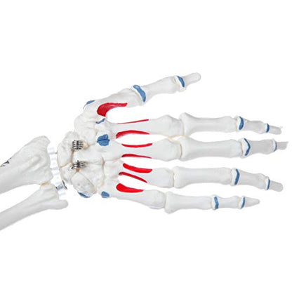 Mini Human Skeleton Model with Metal Stand, 31" Tall, Painted and Numbered Muscle Insertion and Origin Points, Product Manual for Study