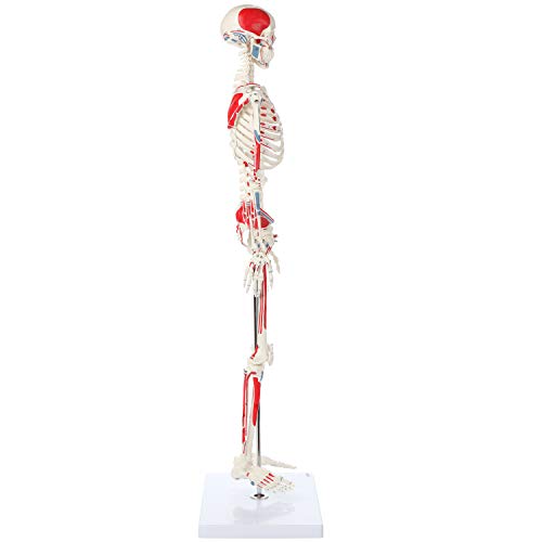 Mini Human Skeleton Model with Metal Stand, 31" Tall, Painted and Numbered Muscle Insertion and Origin Points, Product Manual for Study