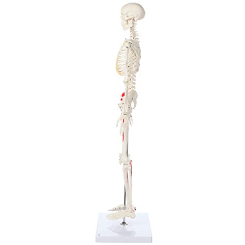 Mini Human Skeleton Model with Metal Stand, 31" Tall, Painted and Numbered Muscle Insertion and Origin Points, Product Manual for Study