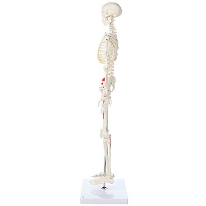Mini Human Skeleton Model with Metal Stand, 31" Tall, Painted and Numbered Muscle Insertion and Origin Points, Product Manual for Study