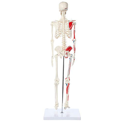 Mini Human Skeleton Model with Metal Stand, 31" Tall, Painted and Numbered Muscle Insertion and Origin Points, Product Manual for Study