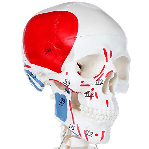 Mini Human Skeleton Model with Metal Stand, 31" Tall, Painted and Numbered Muscle Insertion and Origin Points, Product Manual for Study
