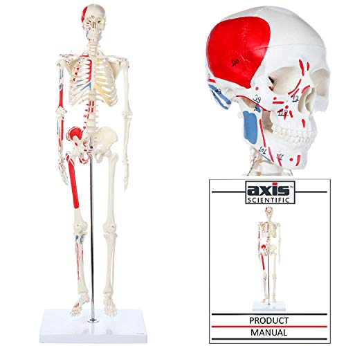 Mini Human Skeleton Model with Metal Stand, 31" Tall, Painted and Numbered Muscle Insertion and Origin Points, Product Manual for Study