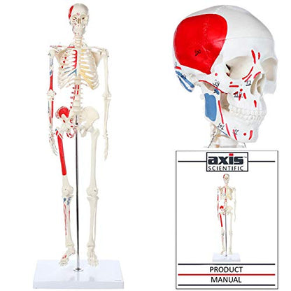 Mini Human Skeleton Model with Metal Stand, 31" Tall, Painted and Numbered Muscle Insertion and Origin Points, Product Manual for Study