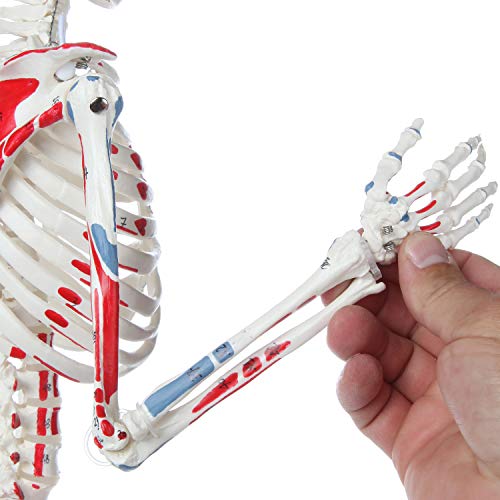 Mini Human Skeleton Model with Metal Stand, 31" Tall, Painted and Numbered Muscle Insertion and Origin Points, Product Manual for Study