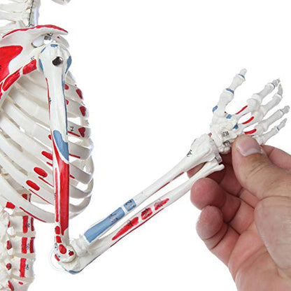 Mini Human Skeleton Model with Metal Stand, 31" Tall, Painted and Numbered Muscle Insertion and Origin Points, Product Manual for Study