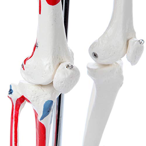 Mini Human Skeleton Model with Metal Stand, 31" Tall, Painted and Numbered Muscle Insertion and Origin Points, Product Manual for Study