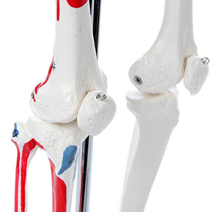 Mini Human Skeleton Model with Metal Stand, 31" Tall, Painted and Numbered Muscle Insertion and Origin Points, Product Manual for Study